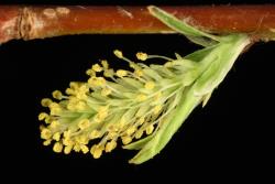 Salix exigua. Male catkin.
 Image: D. Glenny © Landcare Research 2020 CC BY 4.0